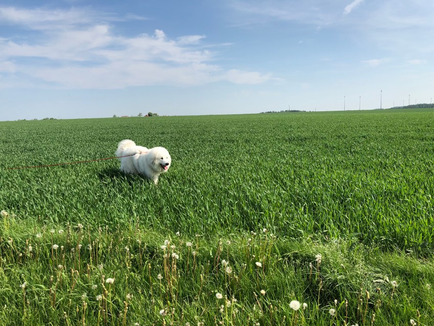 Bella auf dem großen Feld