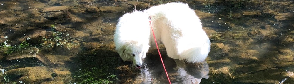 Bella trinkt im Gottesaubach an der Zschopaumündung