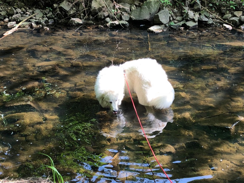 Bella trinkt im Gottesaubach an der Zschopaumündung
