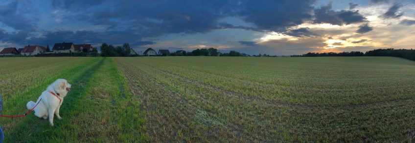 Sonnenuntergang mit Bella auf dem Feld