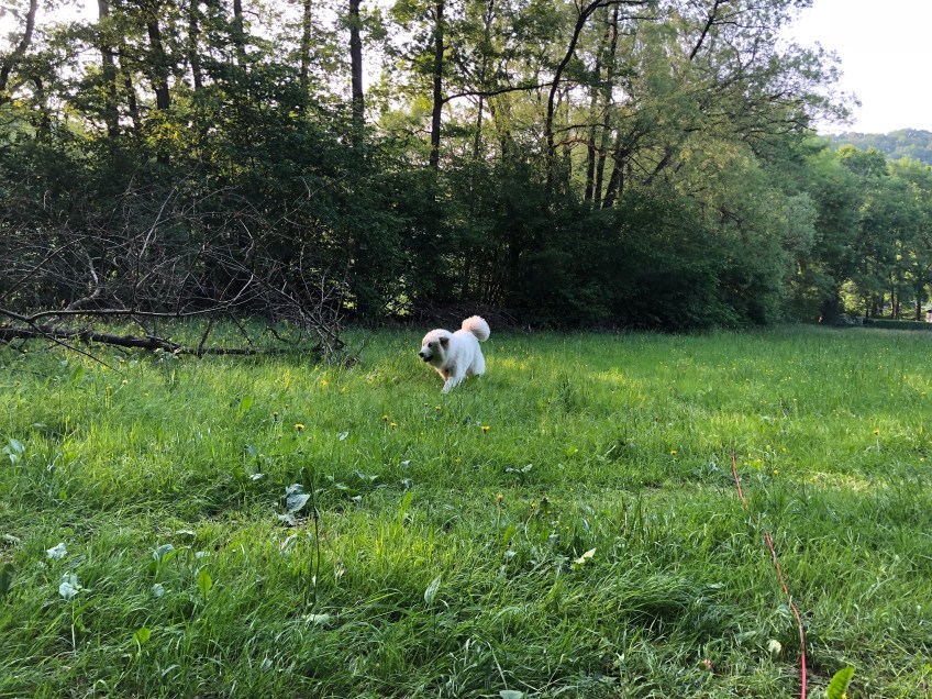 Abendspaziergang