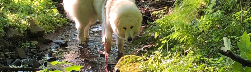 Im kleinen Bächlein