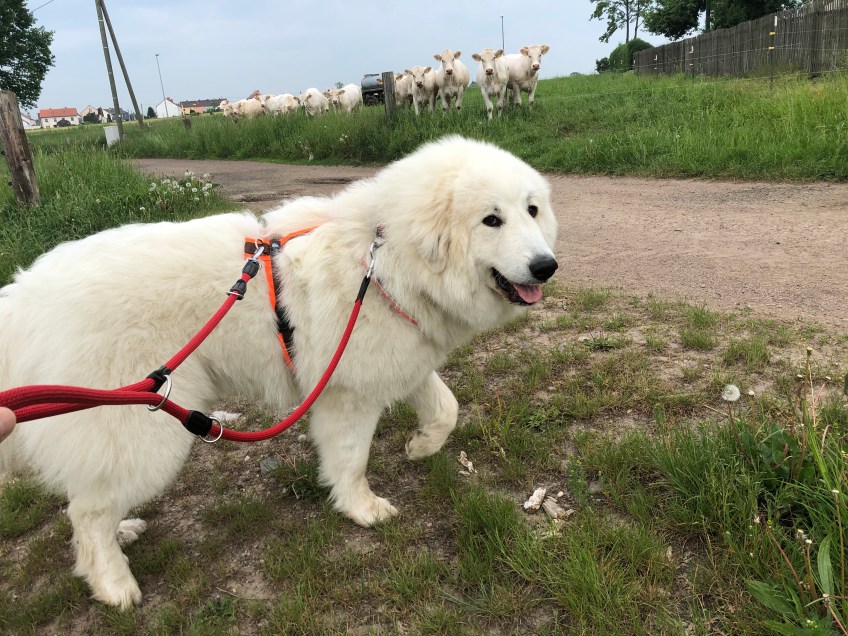 Bella und die pyrifarbenen Rindviecher