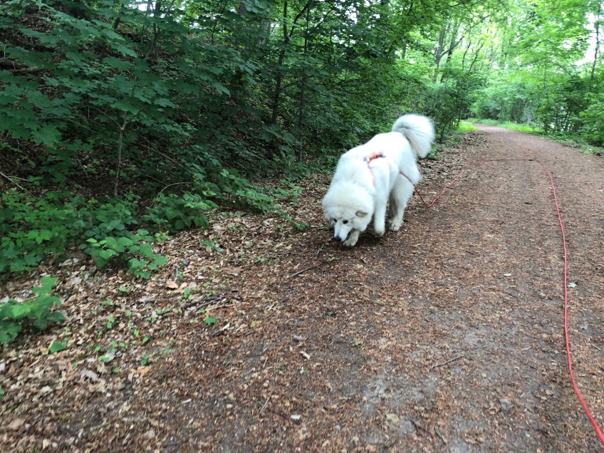 Am Zschopautal-Rad-Wander-Weg