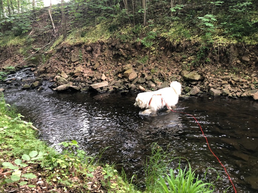 Bella im Gottesaubach