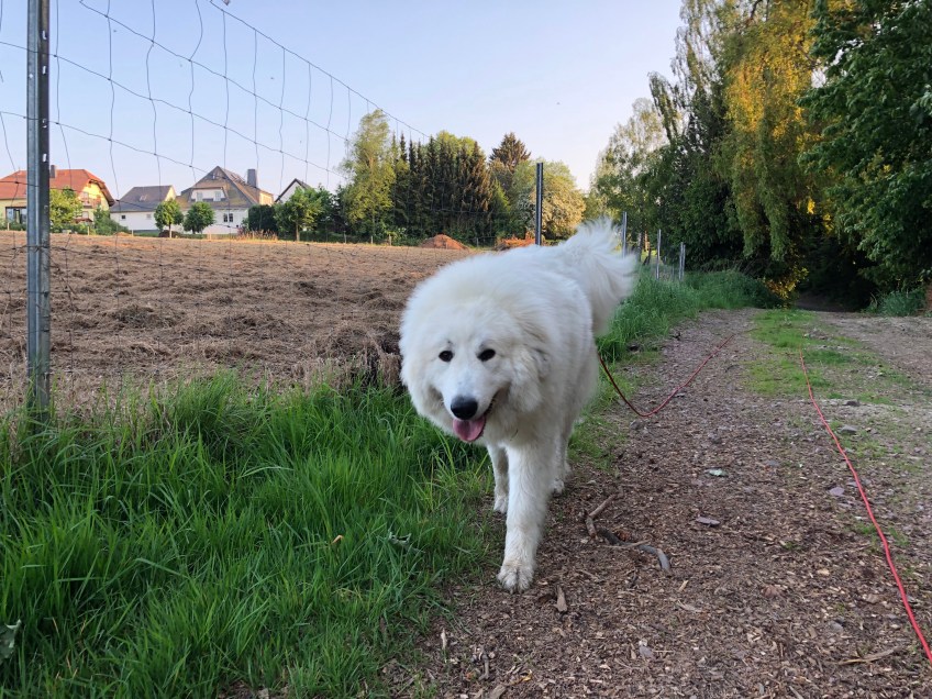 Abendspaziergang