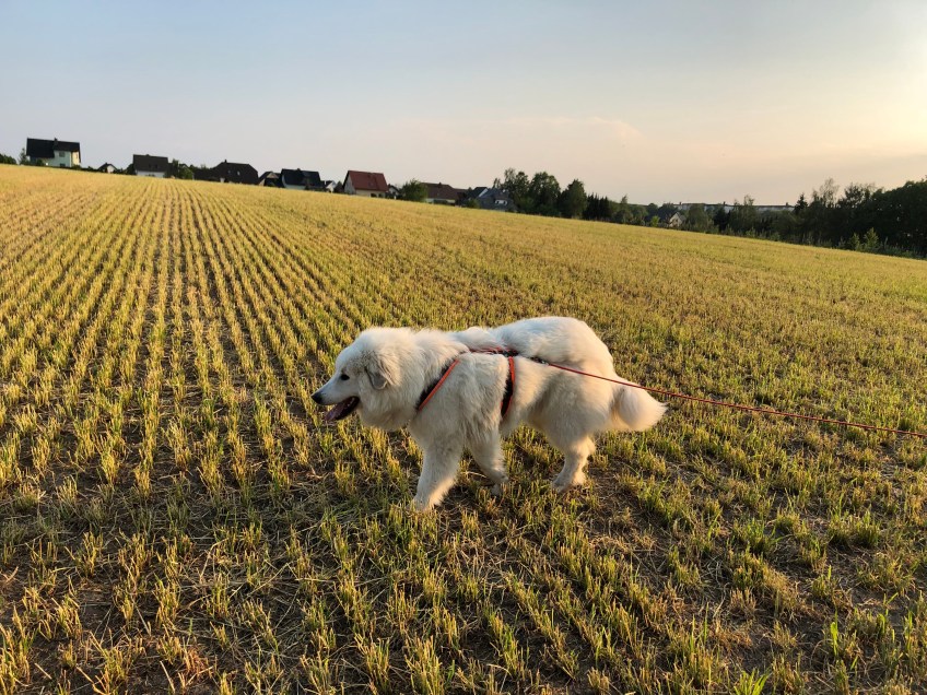 Bella auf dem kurz geschnittenen Feld