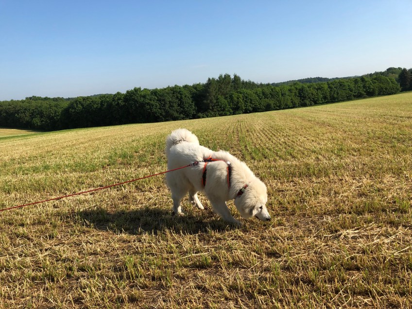 Die andere Seite vom Feld