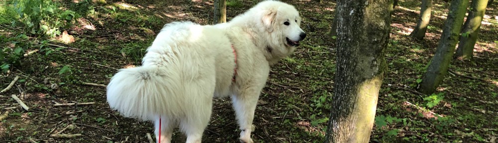 Im kleinen Wäldchen