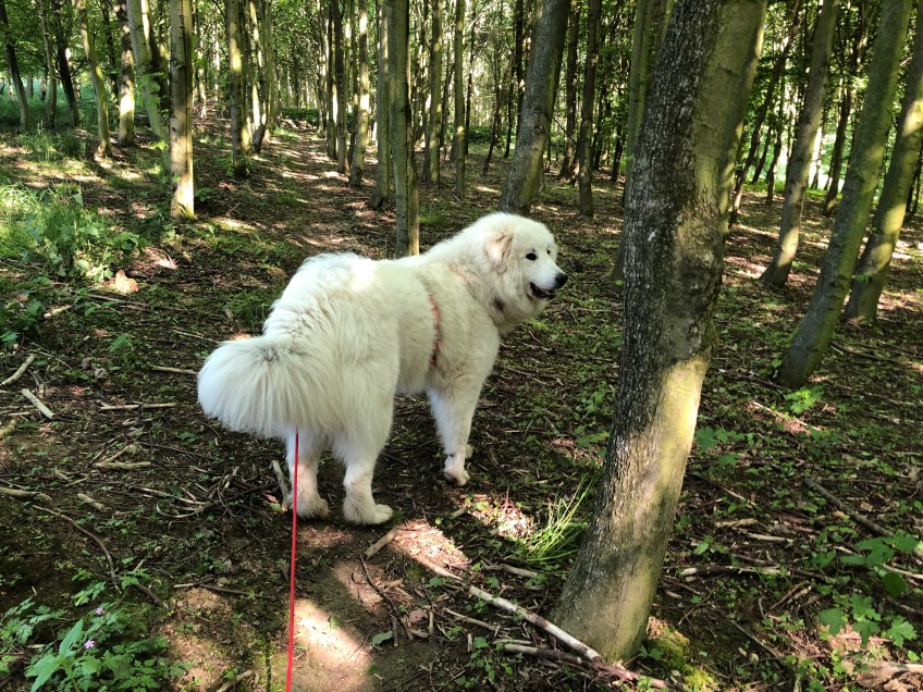 Im kleinen Wäldchen