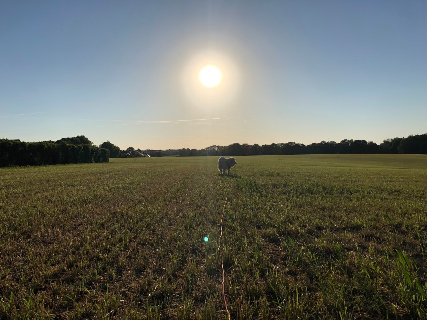 Sonnenuntergang beim Abendspaziergang
