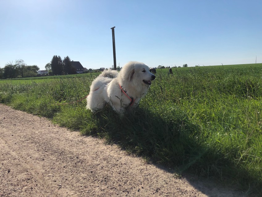 Gleich geht's ins Feld