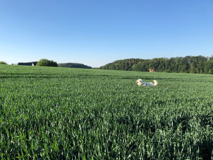 Bella hüpft durch's hohe Gras