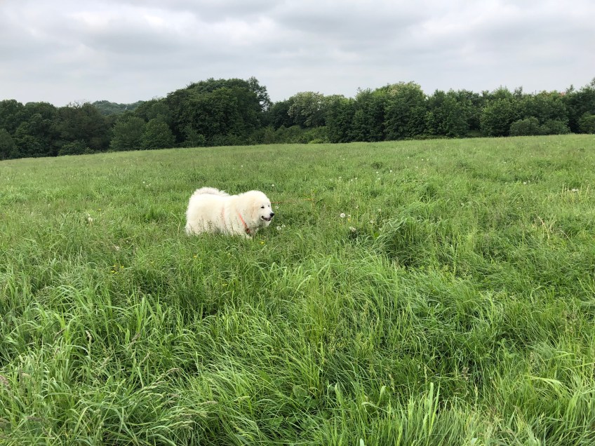 Bella im hohen Gras auf ihrer Feldwiese