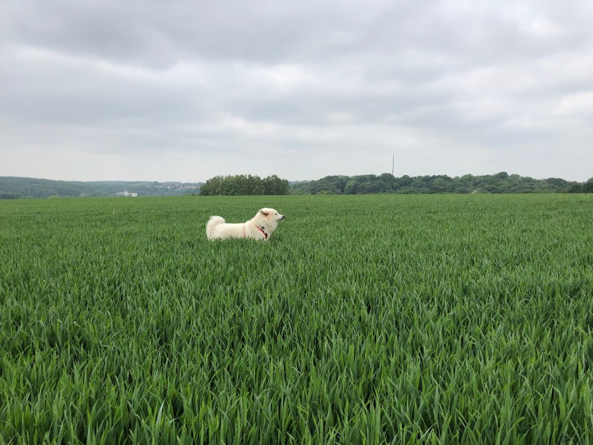 Durch's hohe Grasfeld hüpfen