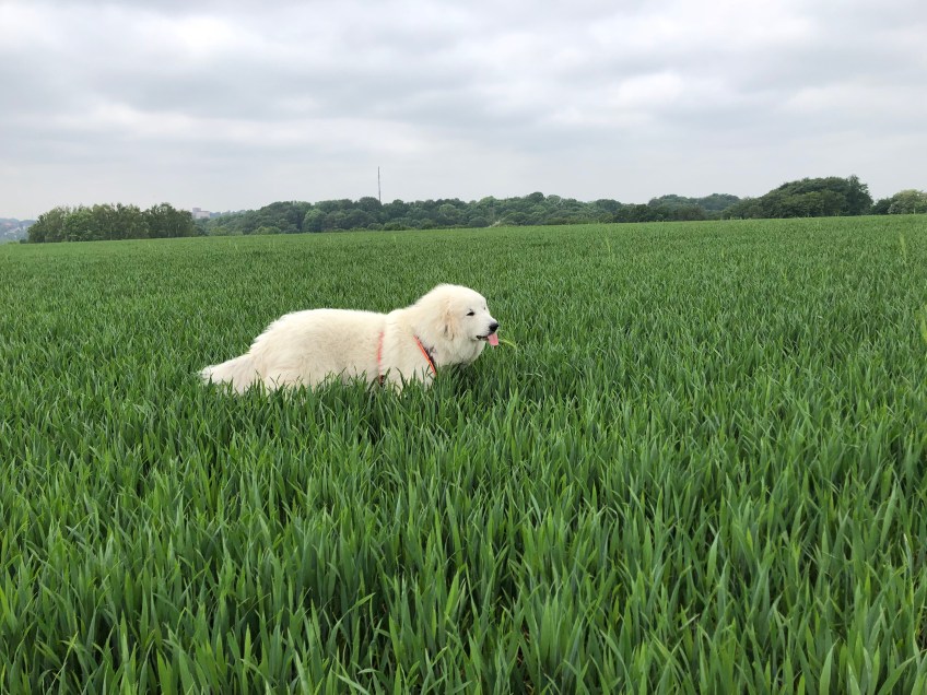 Bella kürzt zu hohes Gras