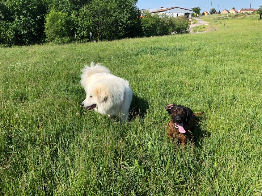 Die Bella und die Cora