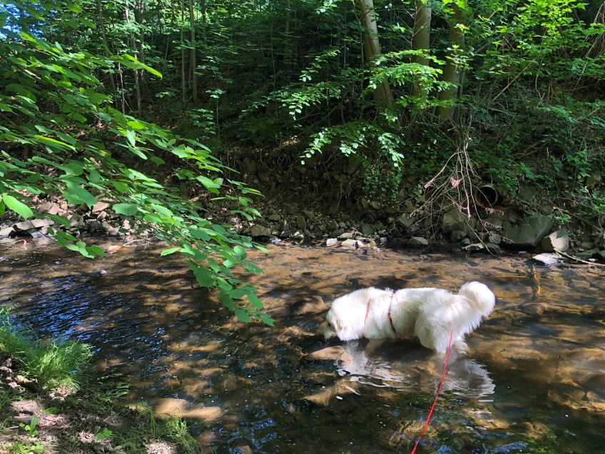 Baden im Gottesaubach