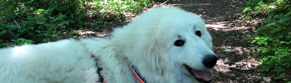 Pfingstspaziergang! Wer kommt mit?