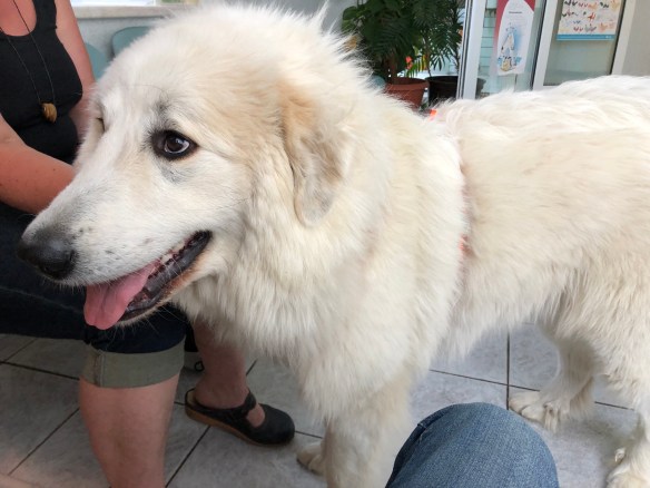 Die Bella beim Tierarzt im Wartezimmer