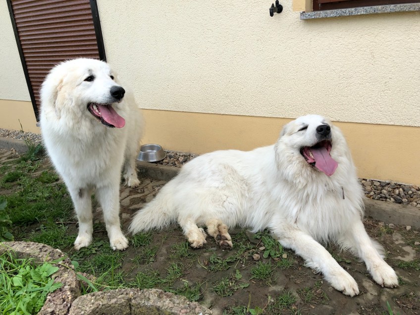 Bella und ihr riesiger Fin