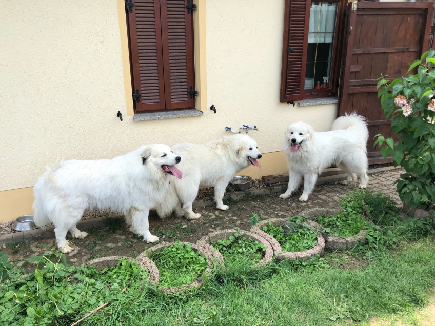 Fin, Bella und Aragón