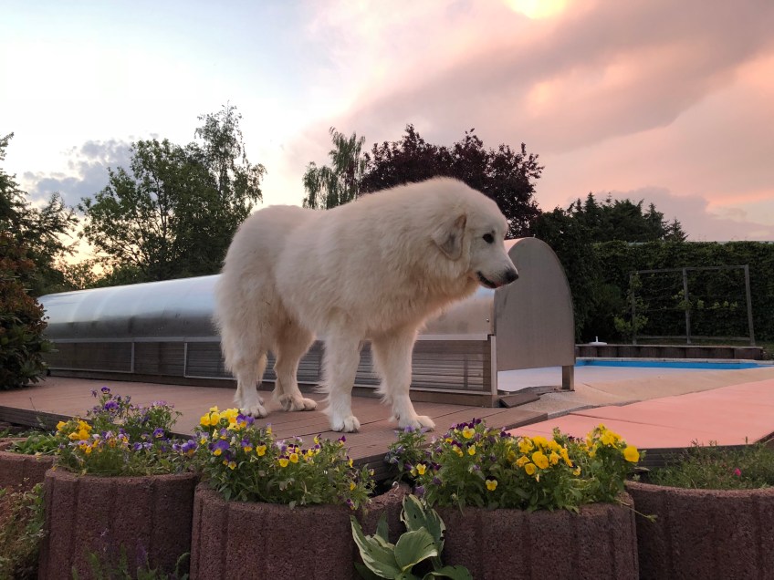 Abends in meinem Garten