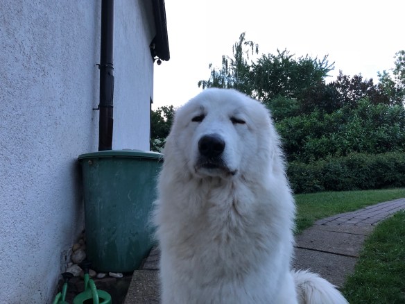 Ich bin hier die Chefin! Und müde.