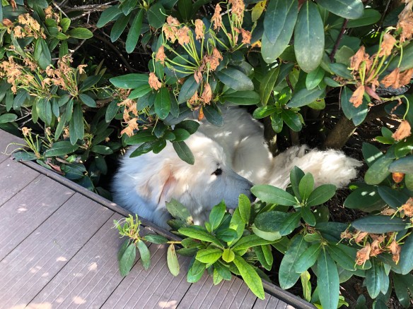 Mein Versteck im "roter Dentron" – Niemand findet mich!