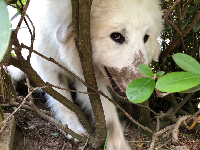 Meine Dreck-Buddel-Nase