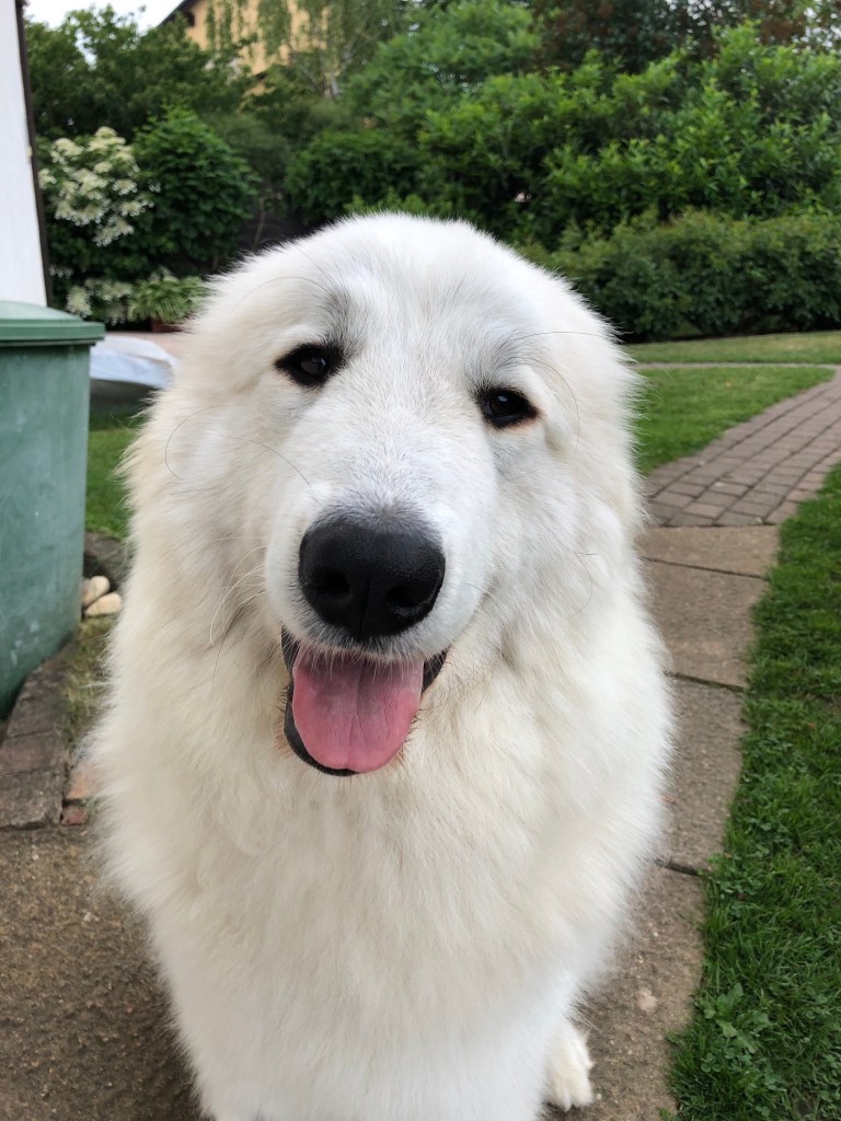 Ich bin eine kleine Ivy