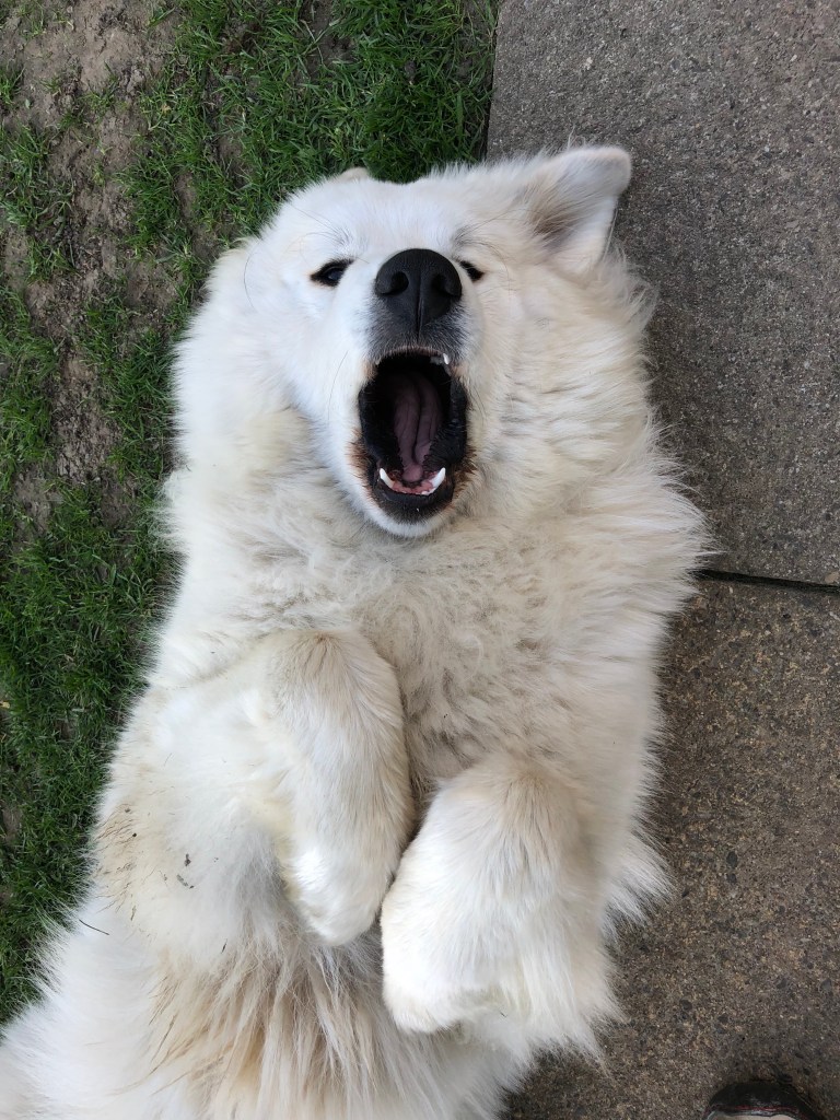 … Kampfmodus "Böse Wölfin" 🐶😂🐶