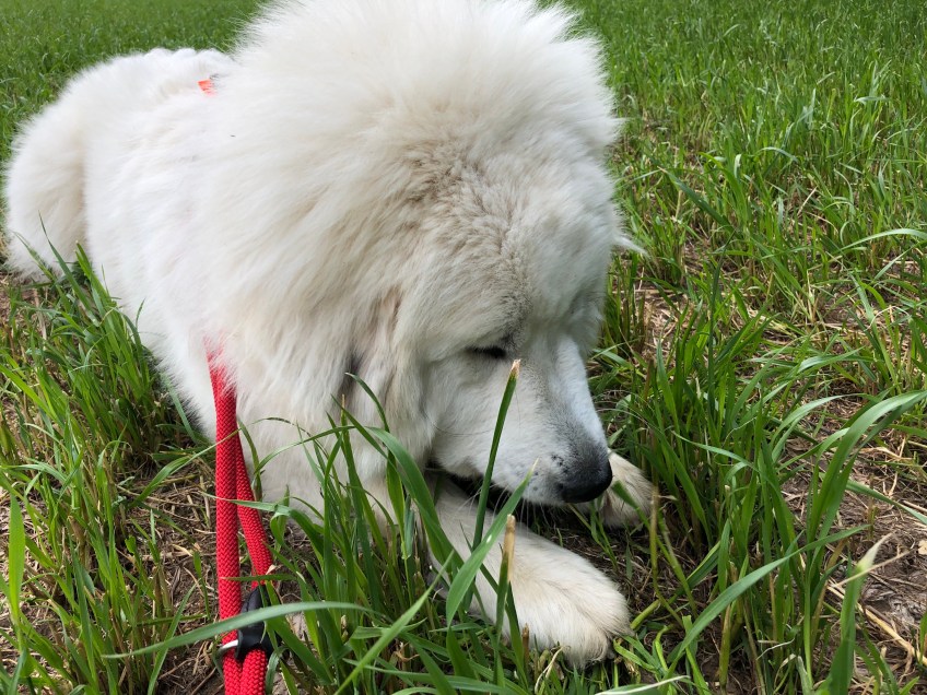 Die Bella liegt im Gras …
