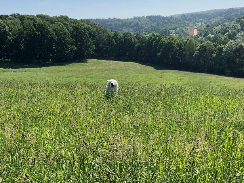 Bella im hohen Gras