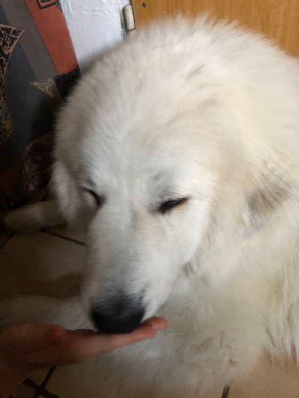 Hmmmmm, lecker 🐶😋🐶