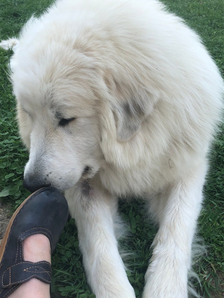 Ist das mein Schuh?