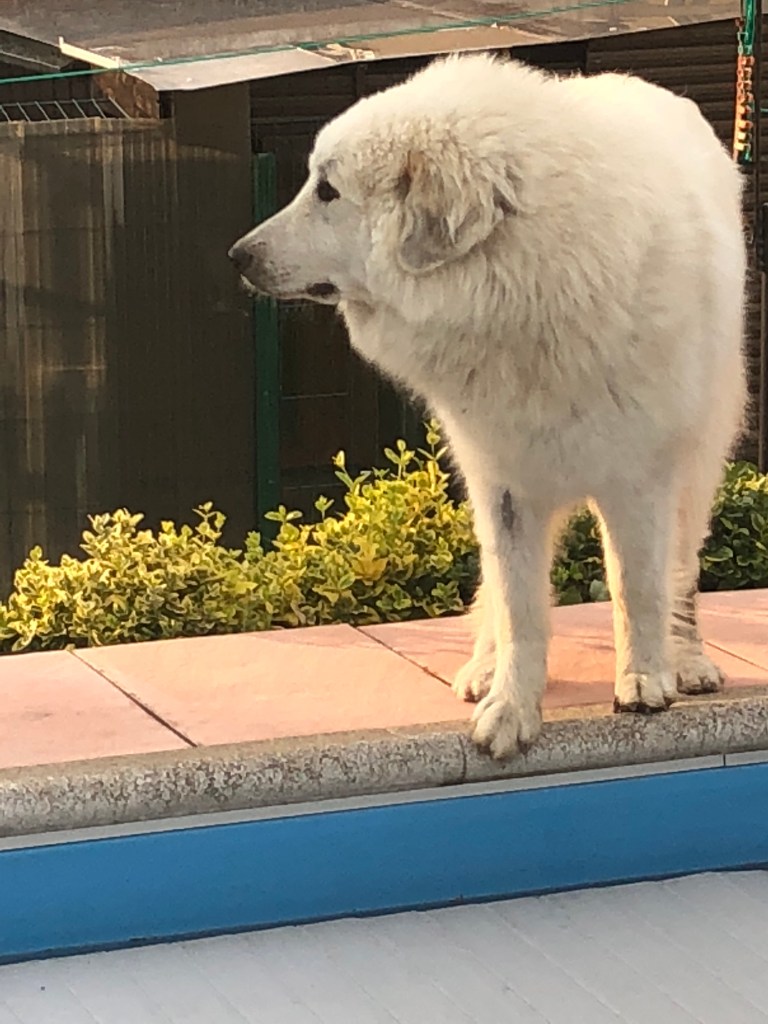 Die Bella am Pool …