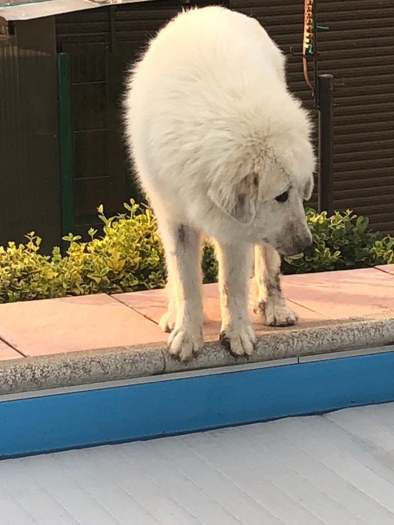 … mit dreckiger Pyrinase