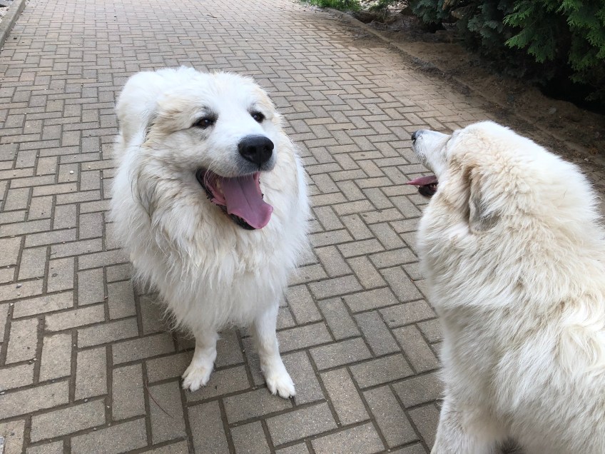 Mein riesiger Fin und die Bella