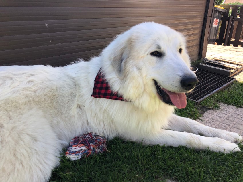 Schön bin ich mit meinem Halstuch, sehr schön!