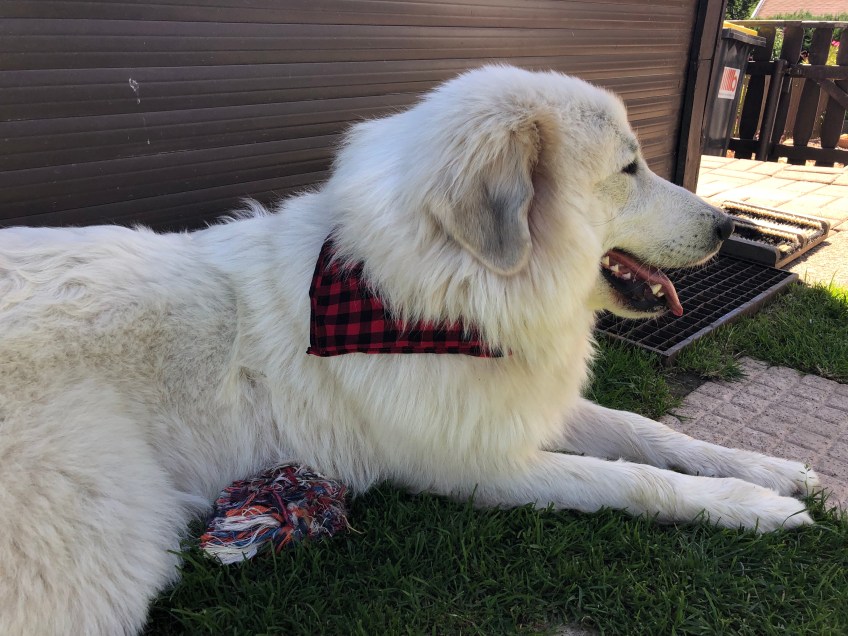 Mein Halstuch ist mit rot, weiiil, ich bin ein Mädchen!