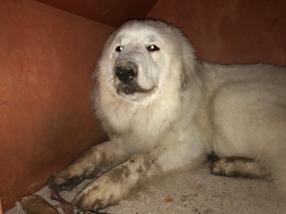 Kleiner Schmutzfink Bella 🐶😀🐶