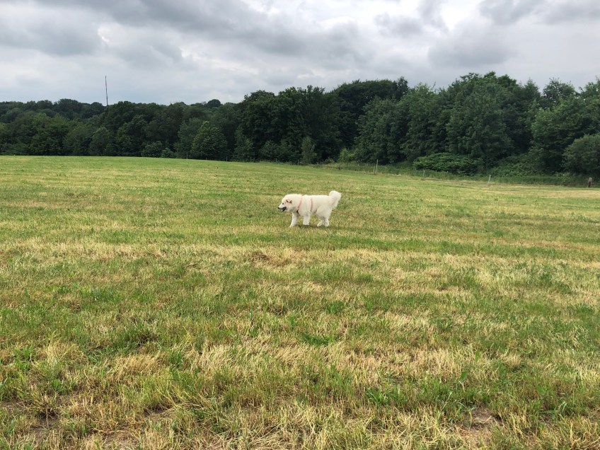 Die Bella auf der flachen Wiese …