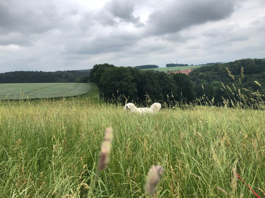 … und die Bella auf der hohen Wiese
