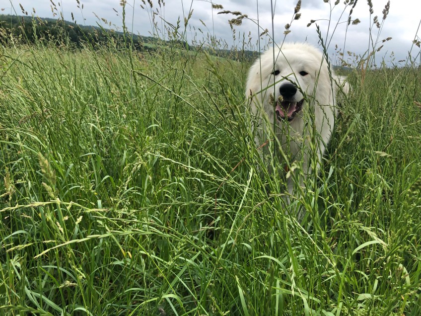 Fröhliche kleine Pyriprinzessin