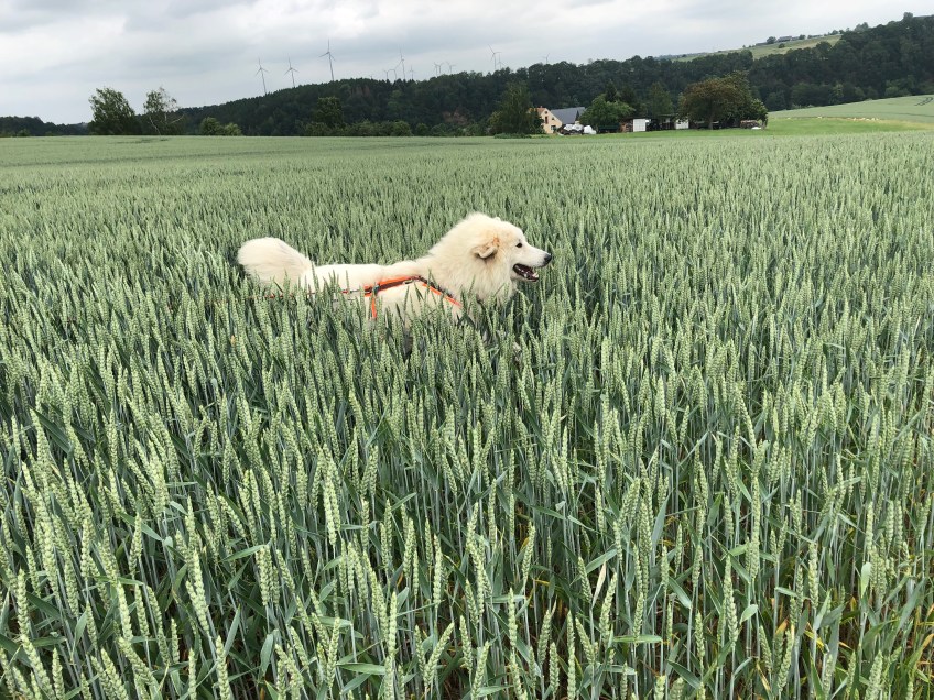 Die Bella im Weichweizenfeld