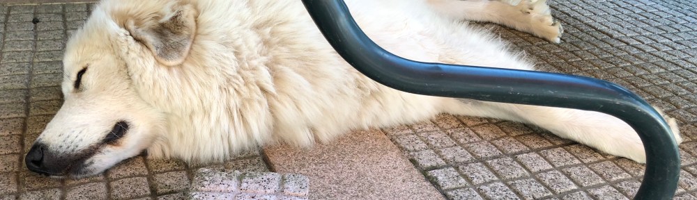 Die Bella macht einen Pyriprinzessinnenschönheitsschlaf