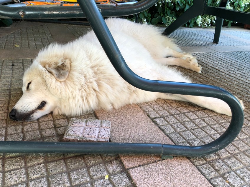 Die Bella macht einen Pyriprinzessinnenschönheitsschlaf