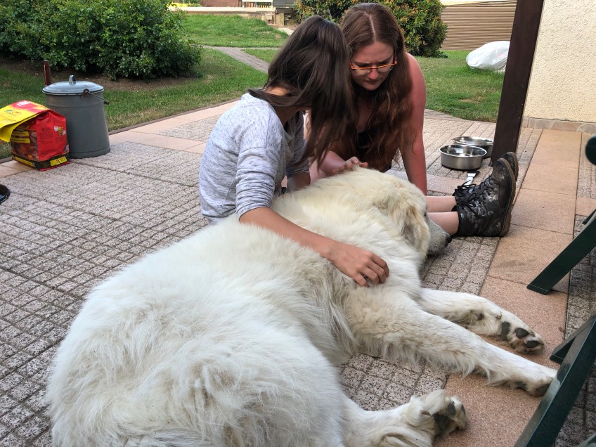Die Bella und ihre Menschenschwestern
