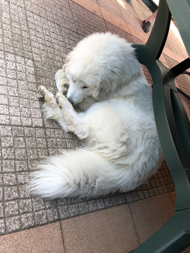 Die Bella auf ihrer Terrasse …